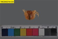 藏品(短指和尚蟹)的圖片